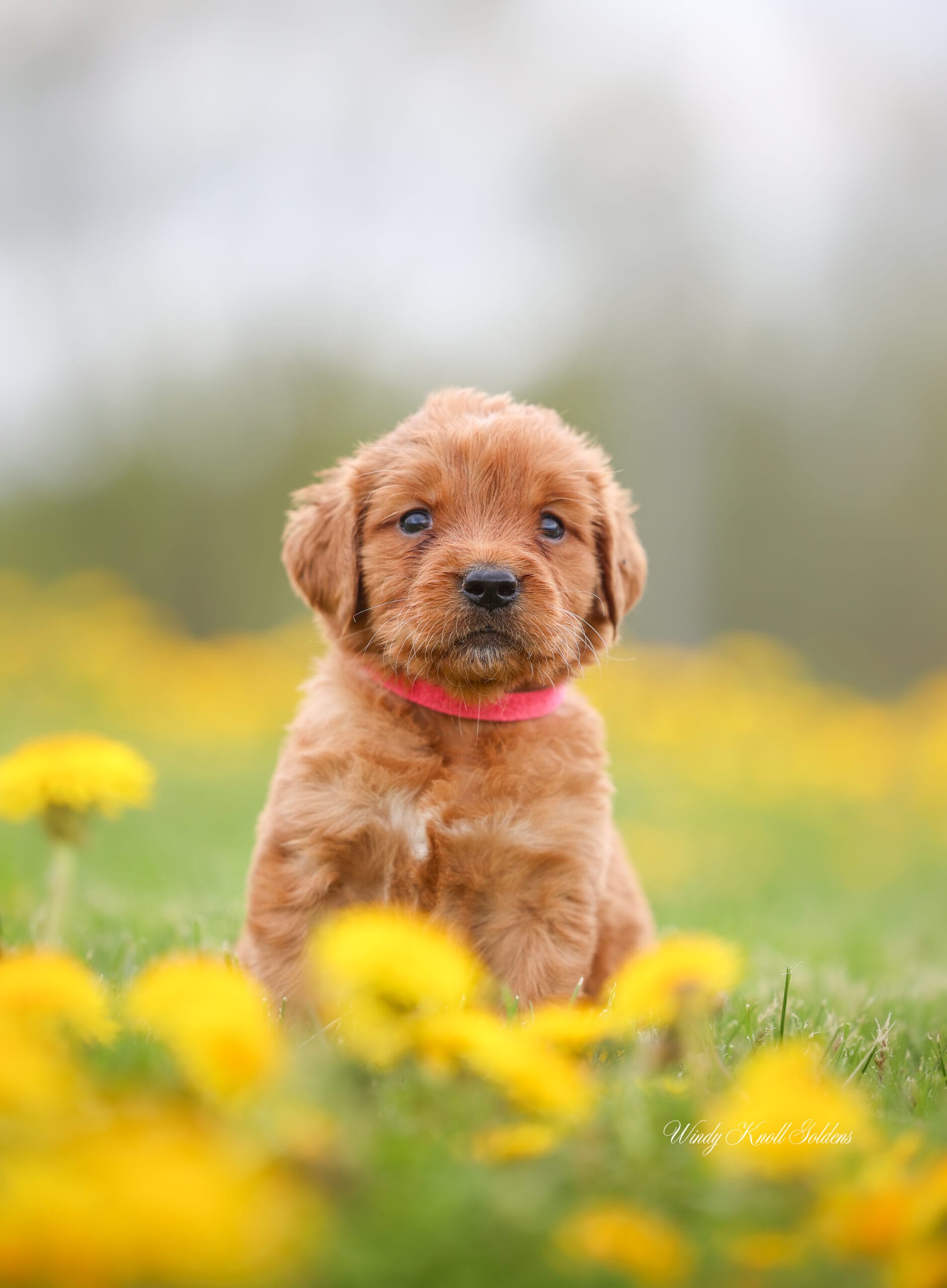 Golden Retriever Puppies In Maine