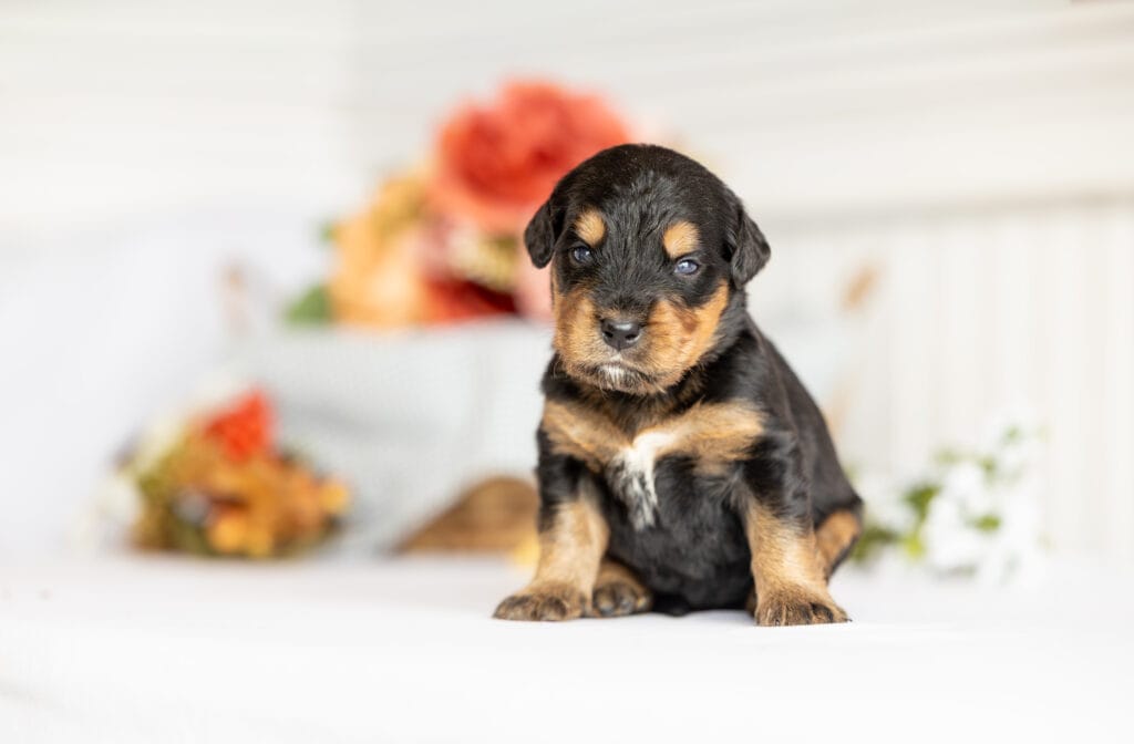 Golden Mountain Dog Puppy wearing a pink collar