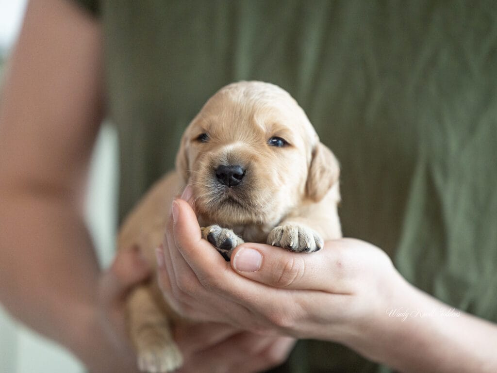 Golden Retriever puppies in maine