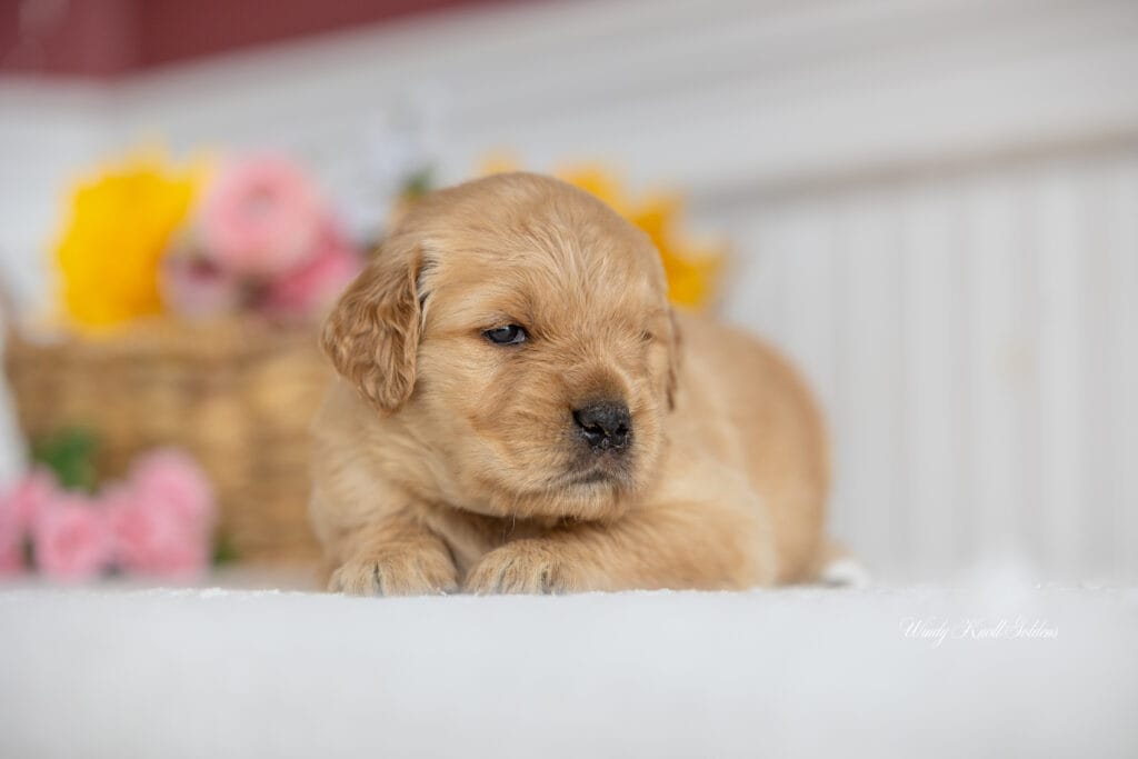 Golden Retriever puppies in Maine