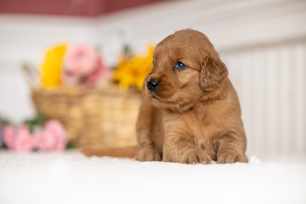 Cute dark red golden puppy