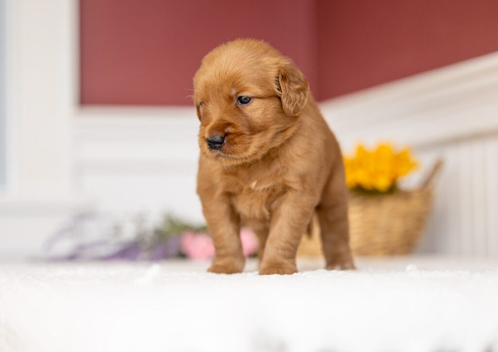 golden retriever puppy at 4 weeks old