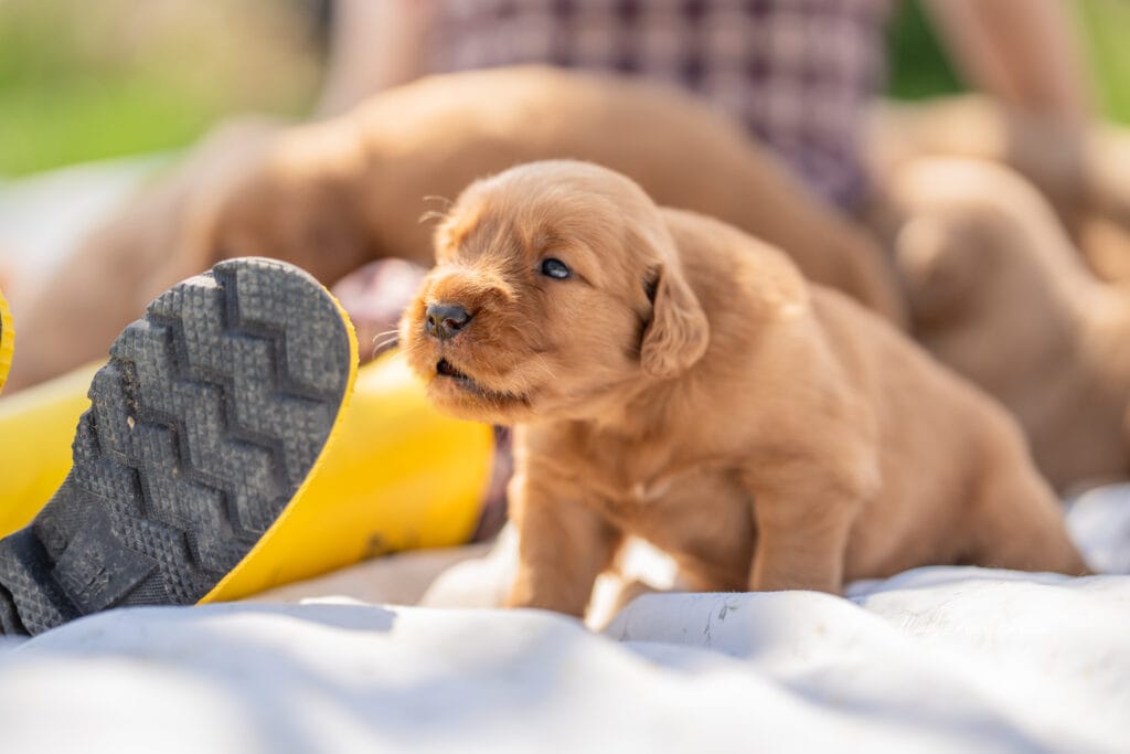 Puppy snuggles on a blanket