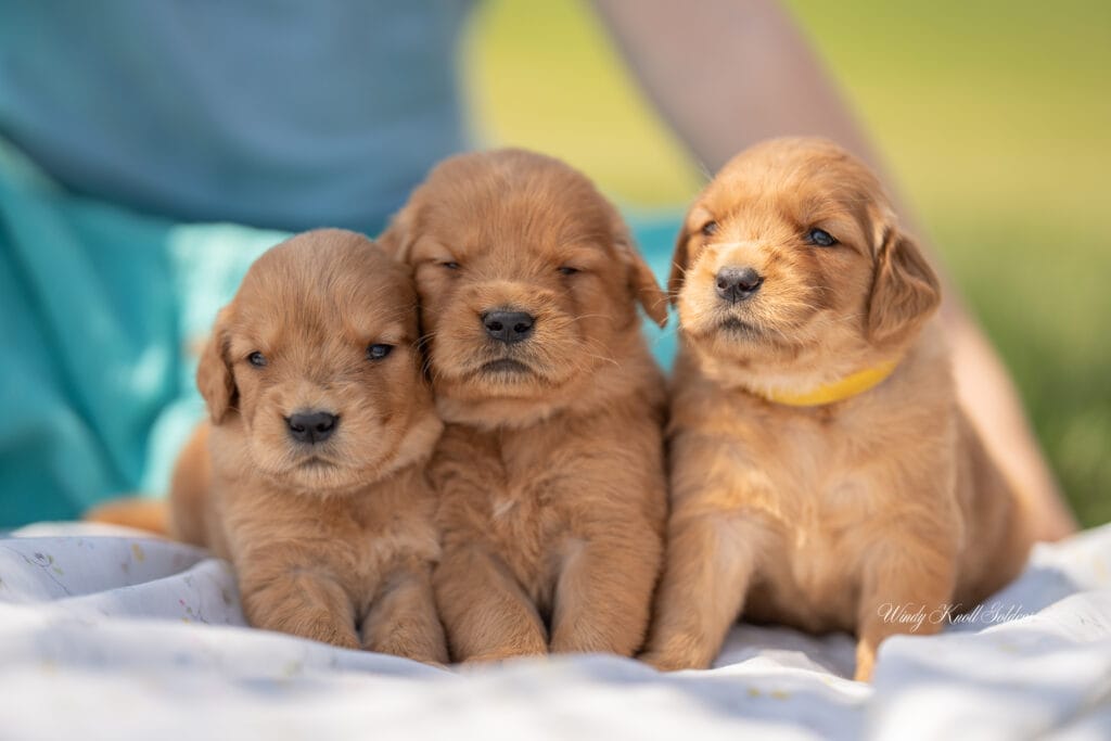 Golden Retriever 3 week old puppies