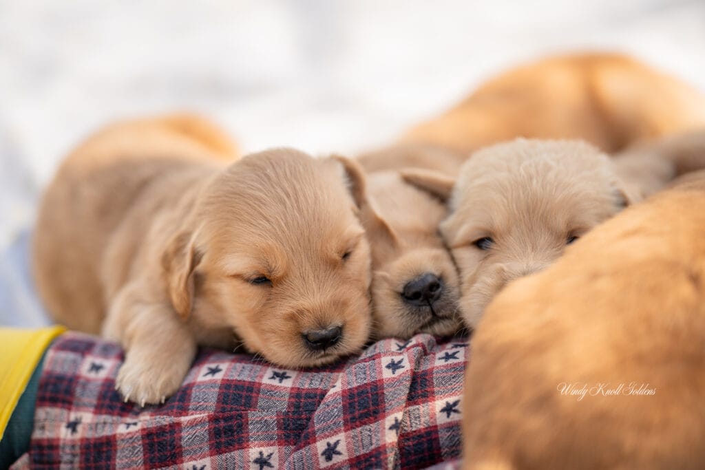Puppy Snuggles in the sunshine