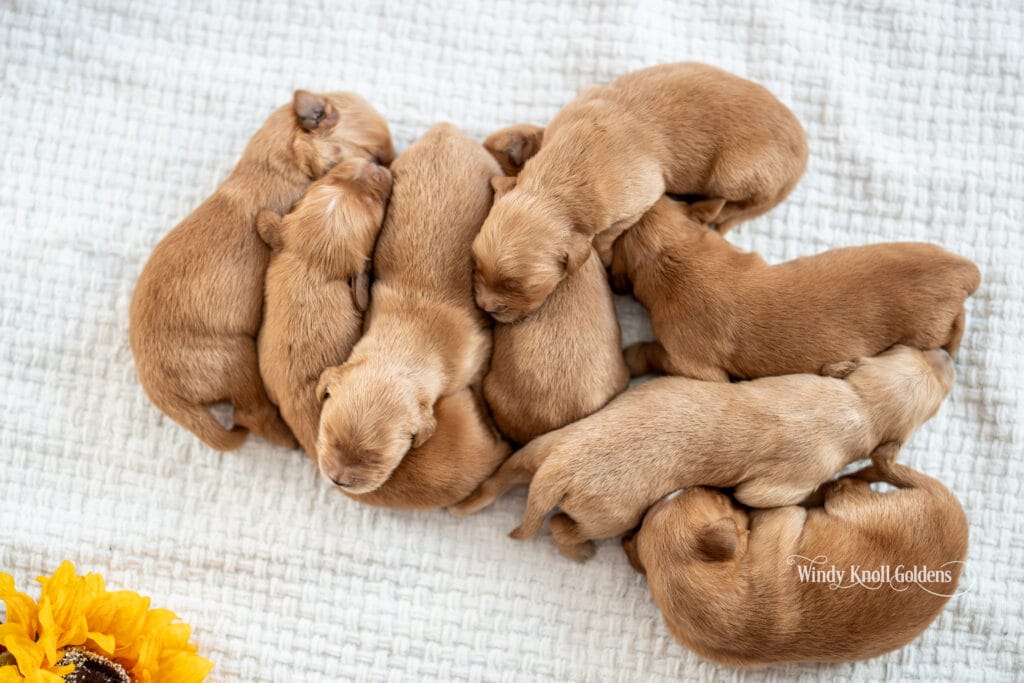 new puppies sleeping on a blanket