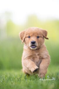Puppies in Maine
