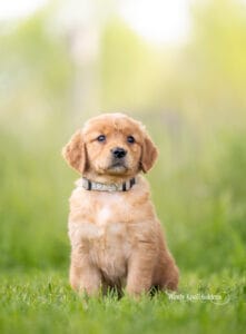 how to stop puppy biting fast