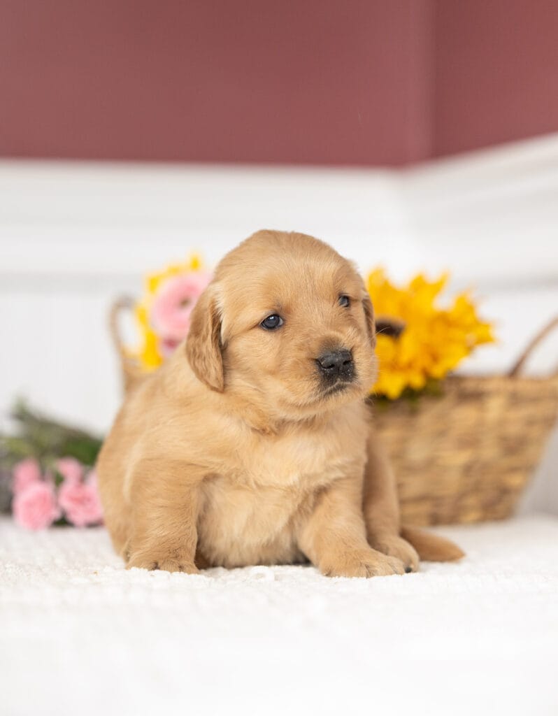 puppies posing for photos