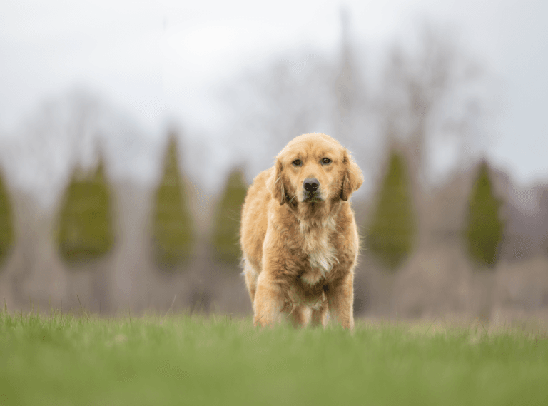 Golden Retriever standing in a field
