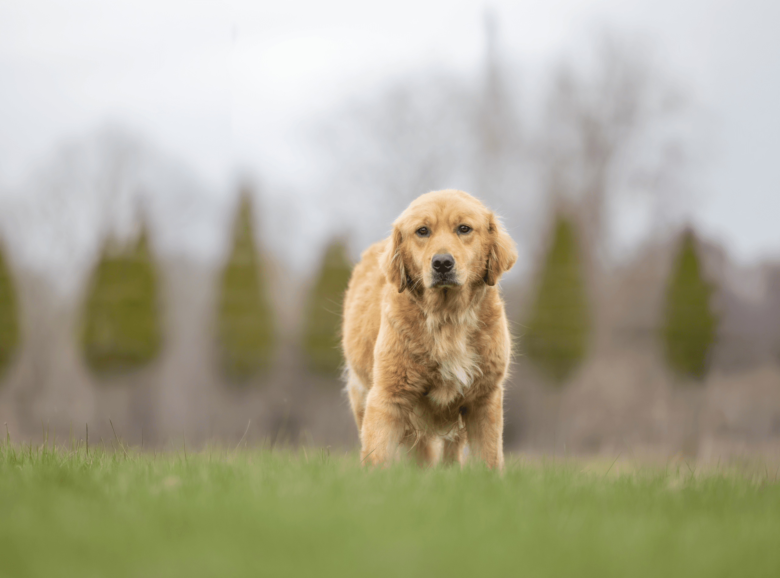 Golden Retriever standing in a field