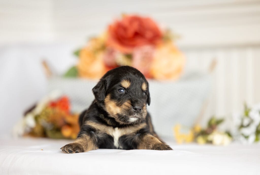 Golden Mountain Puppies new photos