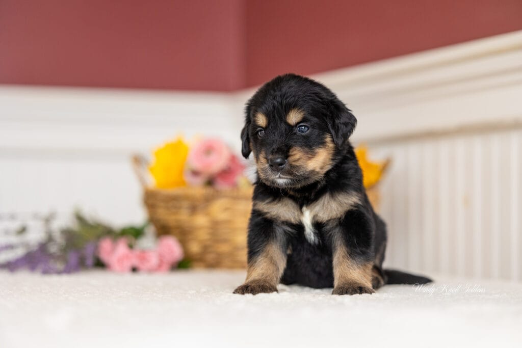 Golden Mountain puppy posing for a photo