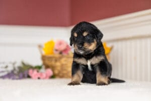 Golden Mountain Puppies In Maine