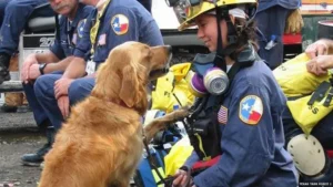 Search and rescue golden