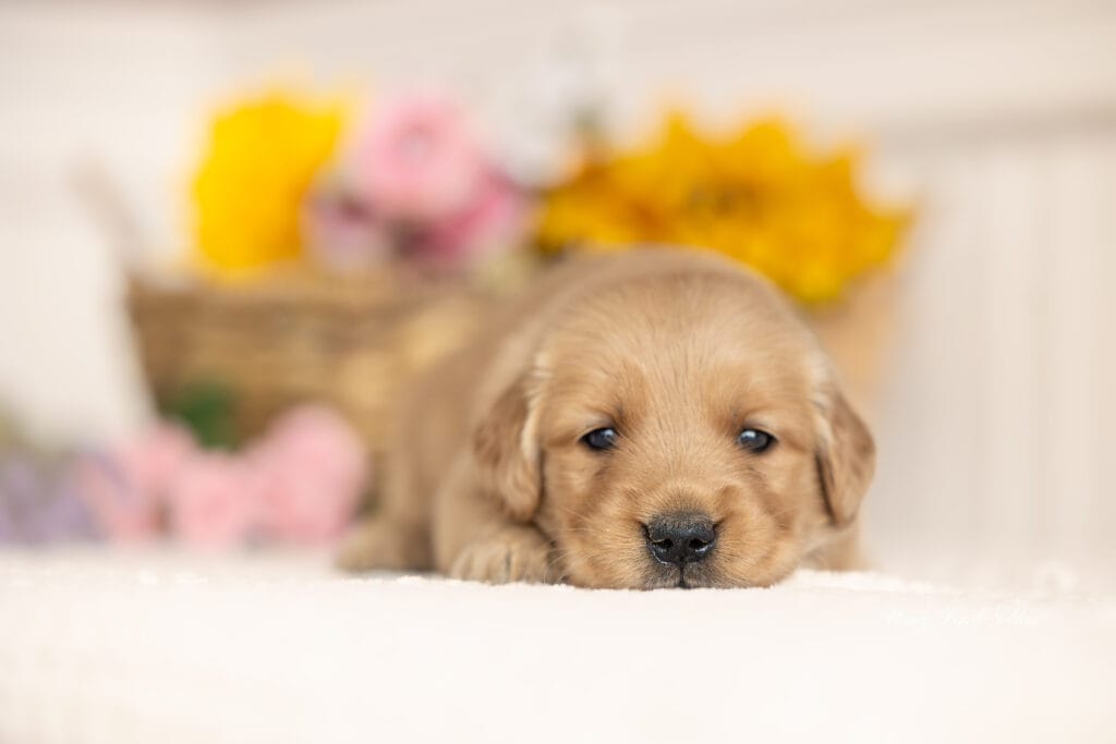 4 week old puppies getting photos taken in Maine