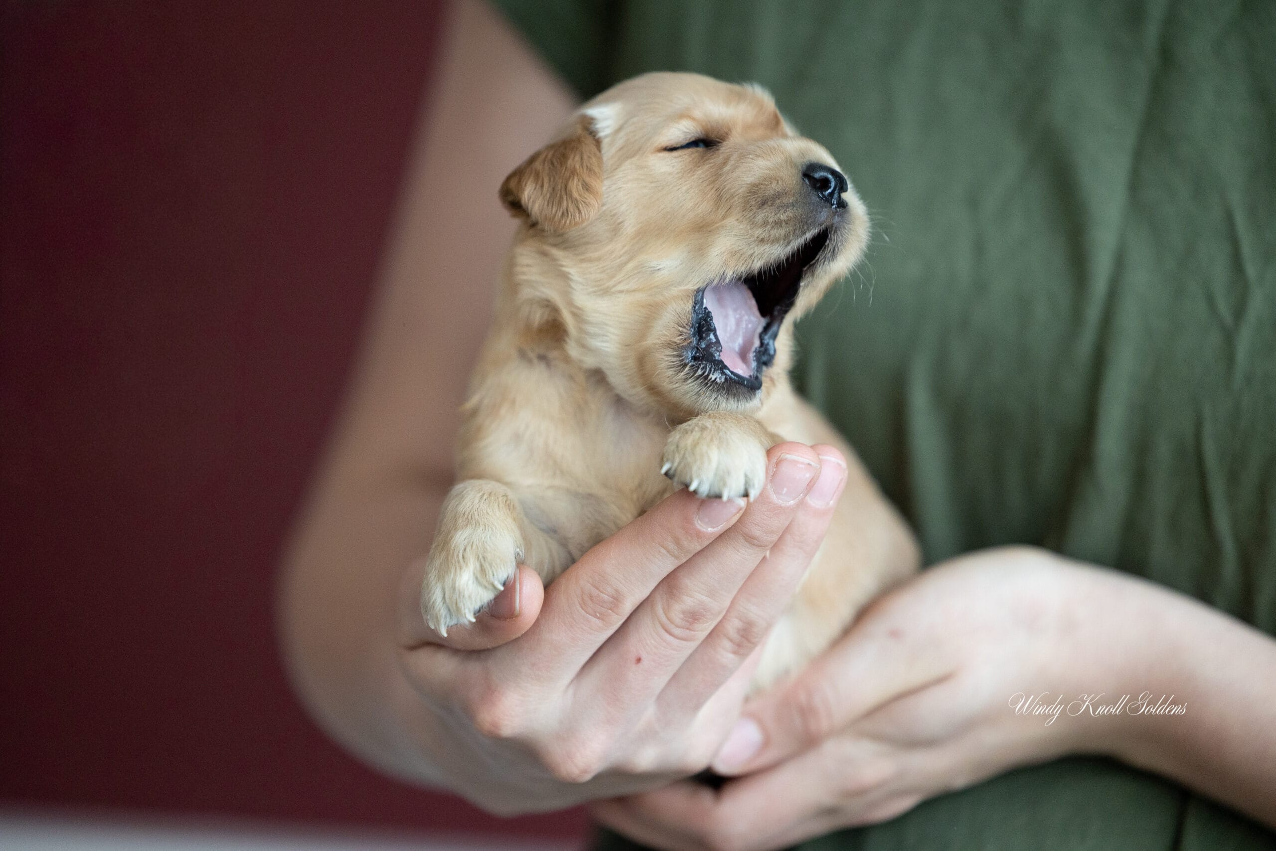 Golden Retriever puppy being held