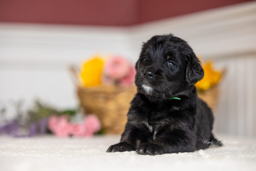 Golden Mountain puppies
