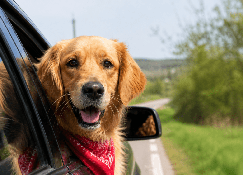 Road tripping with a golden retriever