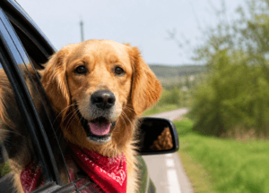 how to travel with a golden retriever