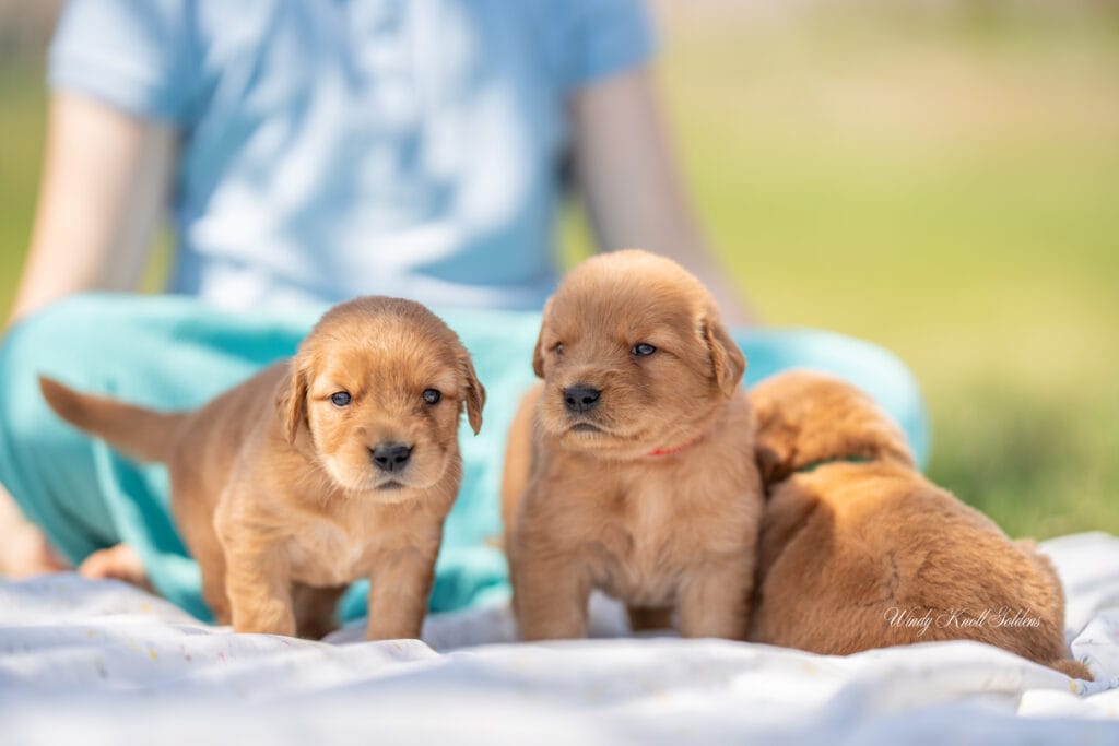 puppy snuggles in Maine 3 weeks old