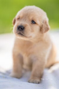 puppy snuggles with golden retreiver puppies