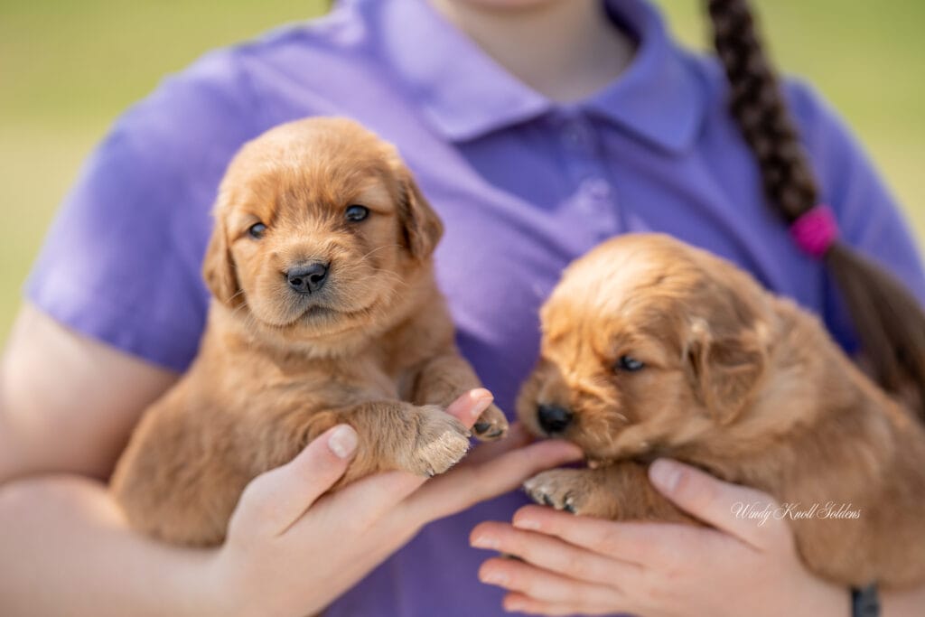 three week old golden retriever  puppies in Maine