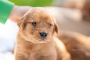 three week old puppies new photos!