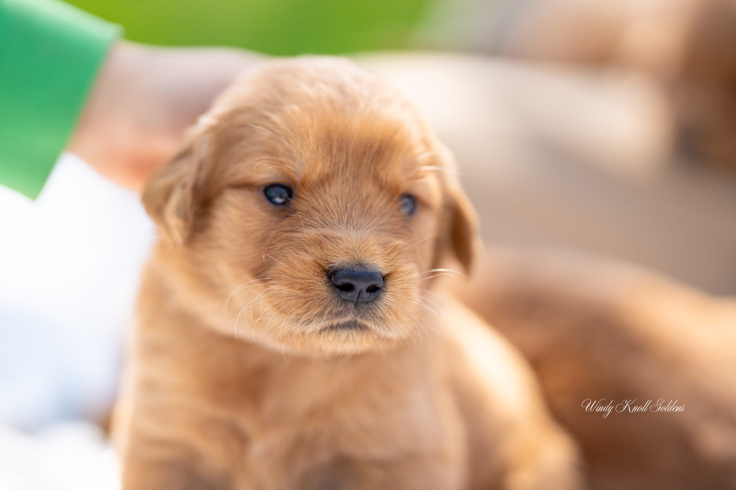 three week old puppies new photos!