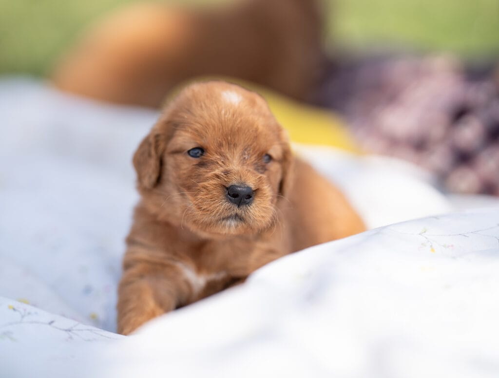 3 week old puppies in Maine