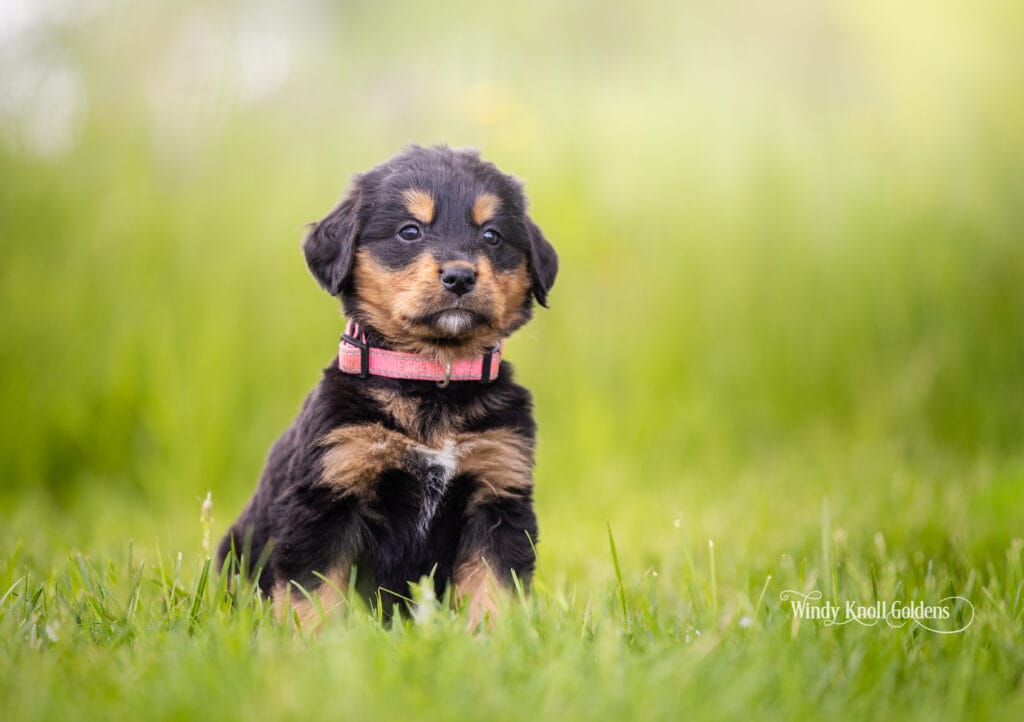 Golden Mountain Puppy In Maine