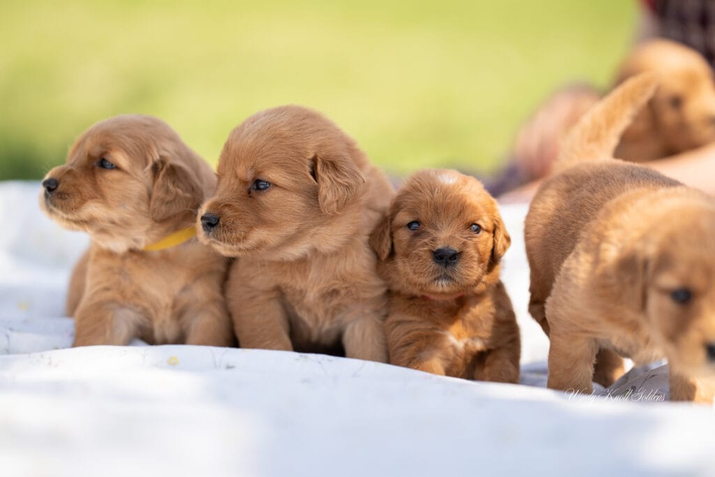 three week old puppies sitting on a blanket
