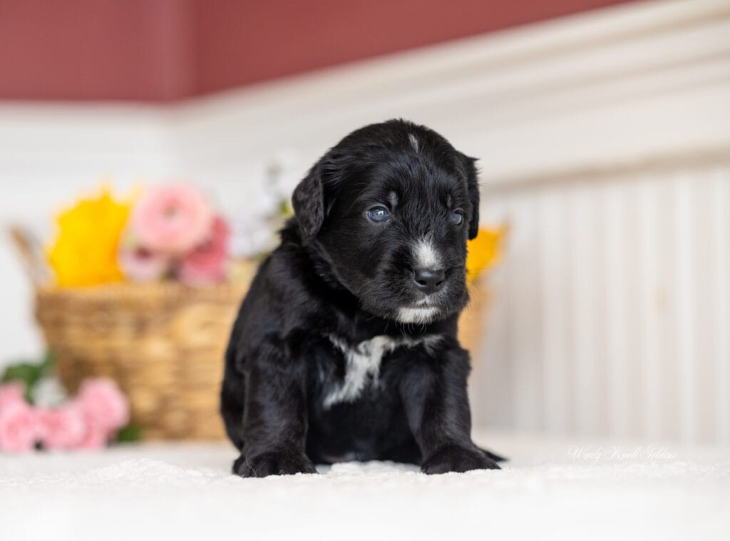 Maine Golden Mountain Puppies sitting on a blanket