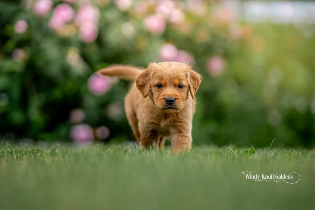 American Golden Retriever Puppies in maine