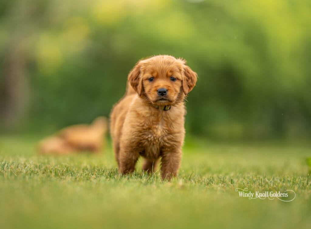 puppies for christmas
