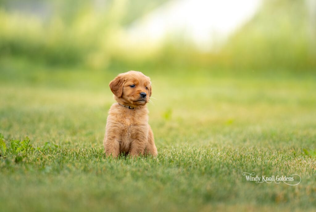 cute puppies in Maine