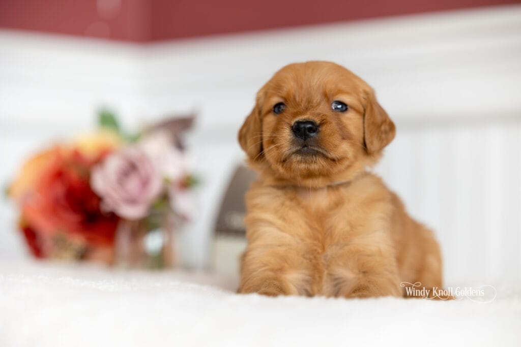 puppies modeling for photos on a white backdrop
