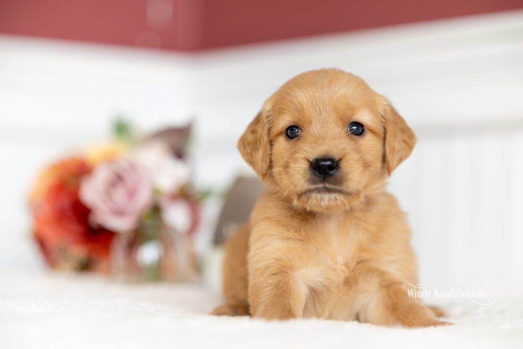 windy knoll goldens golden retreiver puppies