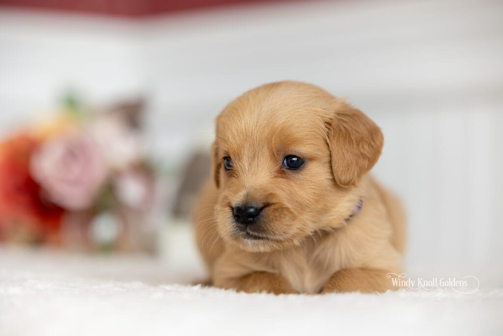 Maine puppies for sale