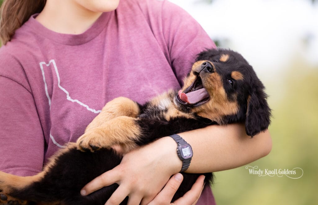 Golden Mountain puppy in Maine