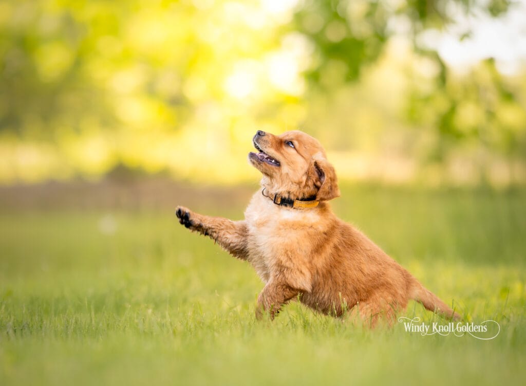 puppy training in Maine