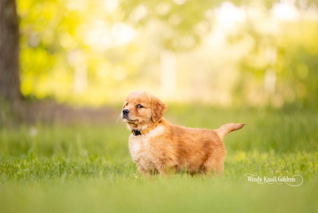 puppy training with an 8 week old golden retriever puppy
