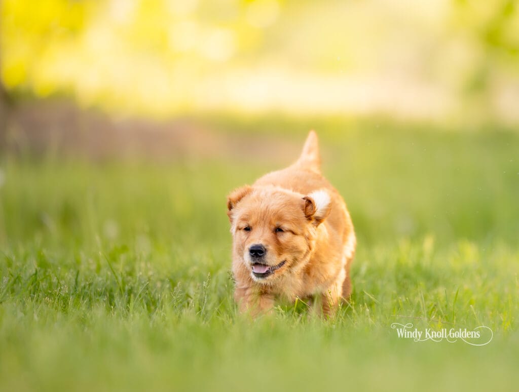 puppy training in Maine