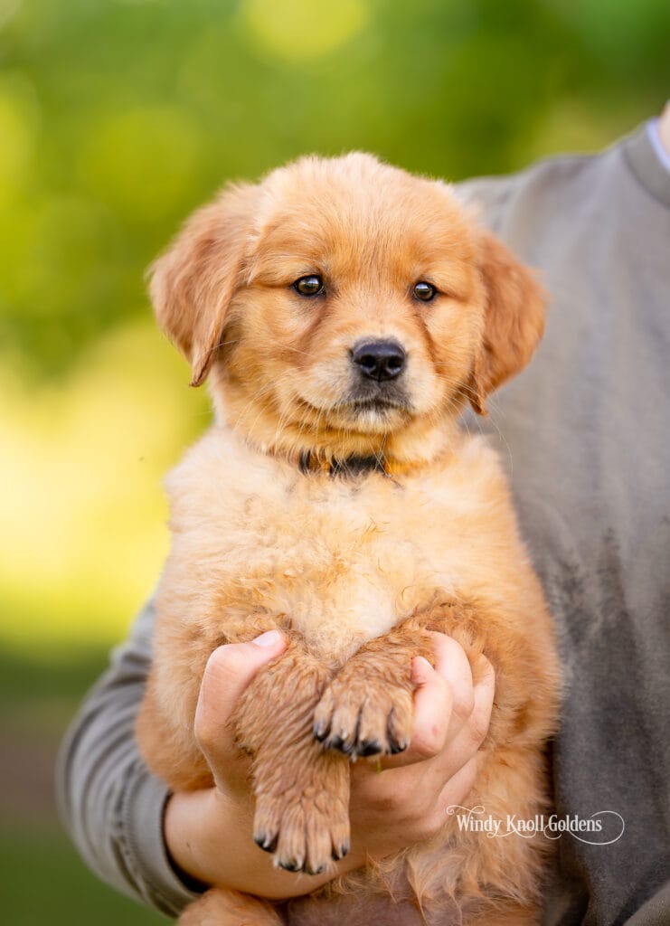 golden retriever puppy in training