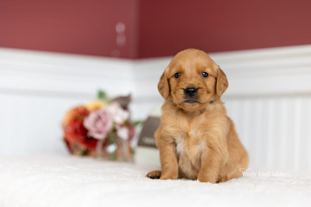 Golden Puppies in Maine