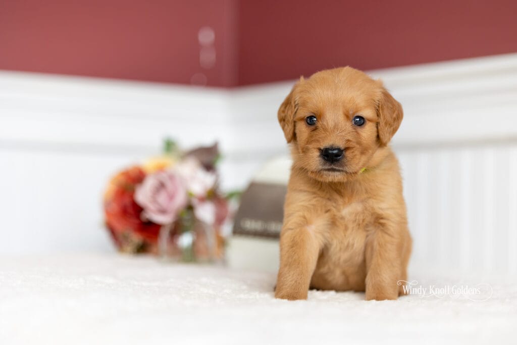 cute puppies posing for photo