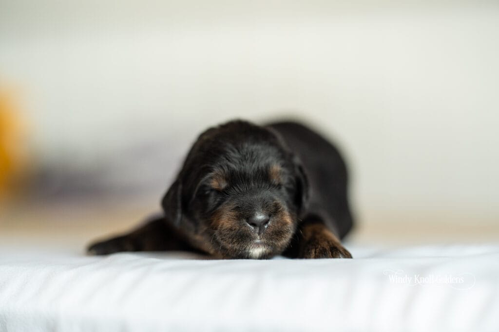 Golden Mountain Puppies For Sale