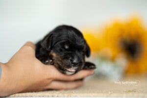 Cute Tuxedo Golden Mountain Puppy!