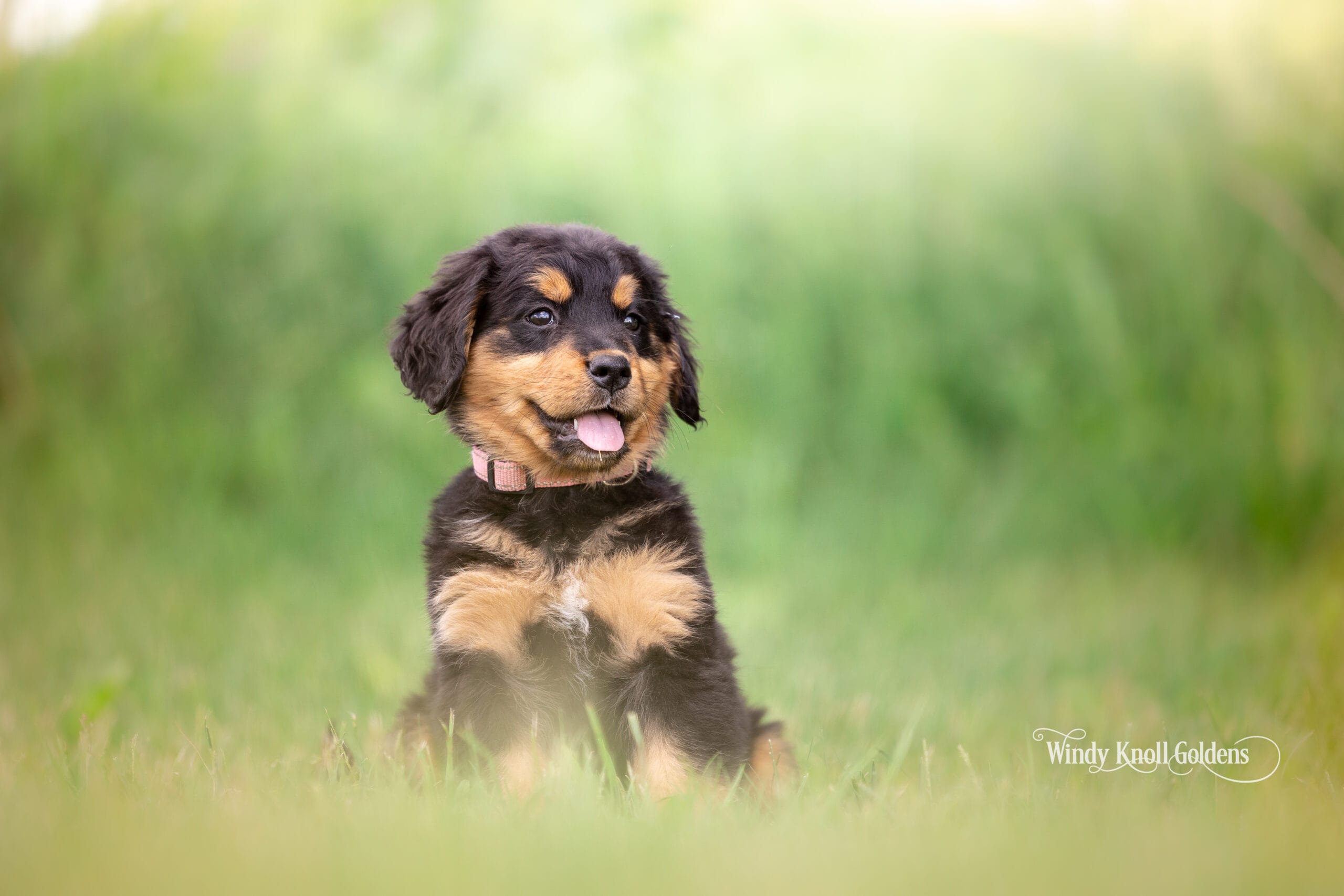 Golden Mountain Dog Breed