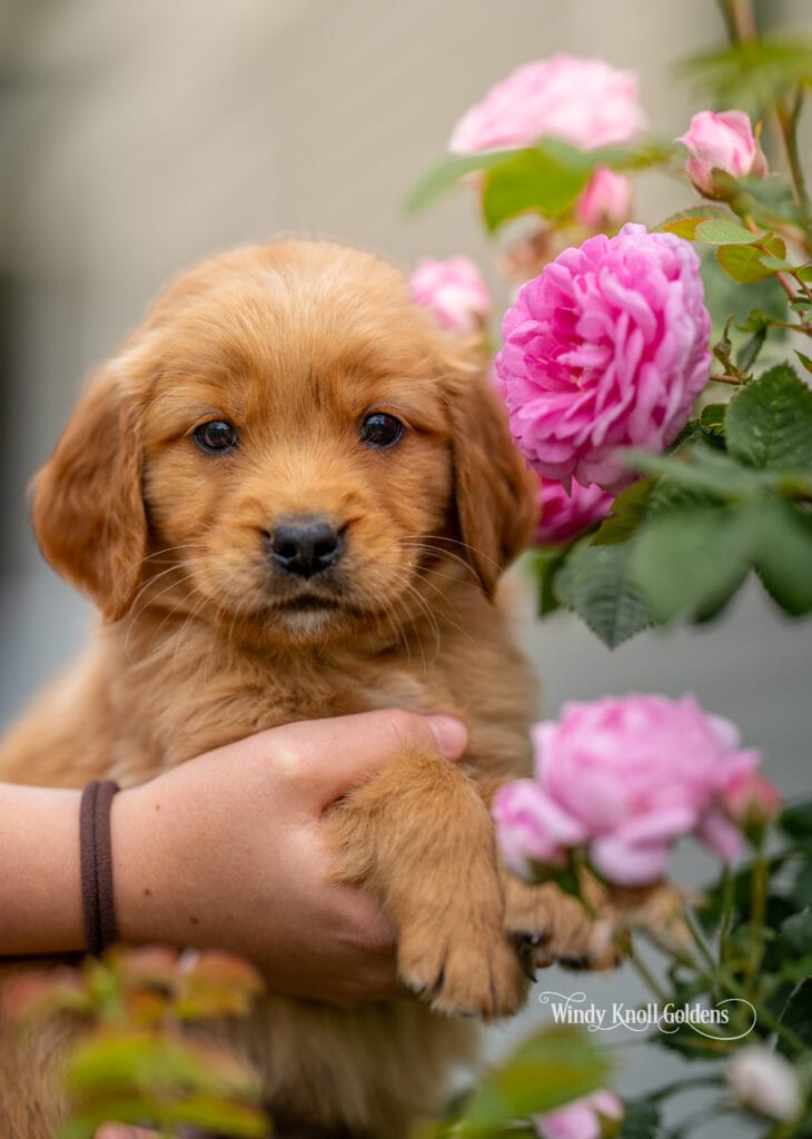 american golden retrievers